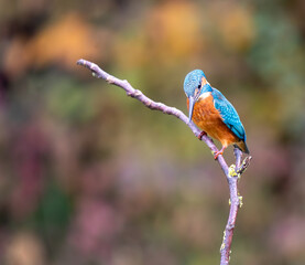 A Colorful Kingfisher Gracefully Perched on a Branch Amidst the Beauty of Nature