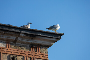 Two Seagulls Resting on the Edge of a Historic Building in Istanbul
