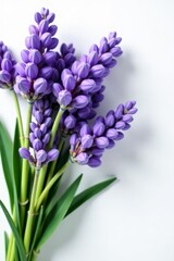Obraz premium Bouquet of beautiful lavender blooms on white surface, decoration, fresh