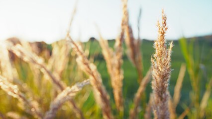 Fototapeta premium Spring With Grass Plants Illuminated By The Sun To Gently Relax