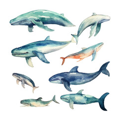 whale hand drawn vector set element
