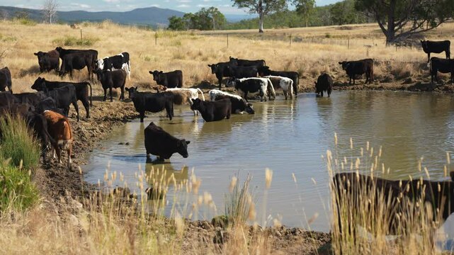 calm angus cows drinking water out of waterhole. livestock water dam in a field on a cattle farm in Australia in summer