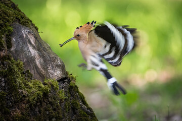 Eurasian hoopoe (Upupa epops). Hoopoe delivers insect prey to tree cavity. Moss-covered tree in...