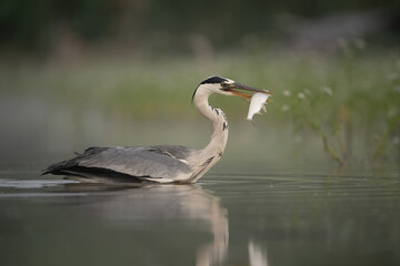 Grey heron (Ardea cinerea). Heron holds fresh catch in its beak as it stands in shallow lake. Calm...