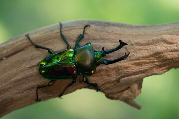 Rainbow Stag Beetle (Phalacrognathus muelleri). Beetle Resting on Curved Wood. Woodland with soft bokeh in background. Iridescent shell and menacing jaws give a jewel-like and prehistoric character.
