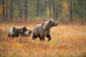 Brown Bear (Ursus arctos). Bear Family Moving Through Autumn Meadow. Boreal forest clearing with golden grass. Rainy atmosphere with unified motion of the cubs creates a touching scene.