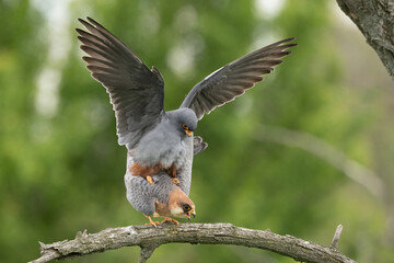 Red-footed Falcon (Falco vespertinus). Falcon Pair Copulating on a Mossy Branch. Blurred forest backdrop with soft light. Close-up highlights raptor interaction and posture.