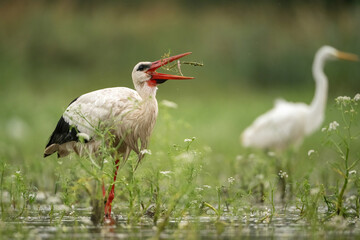 White Stork (Ciconia ciconia). Stork Catching Prey in a Flooded Meadow. Shallow wetland with flowering vegetation. Vivid moment frozen with open beak and action in focus.