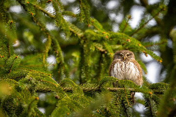 Eurasian Pygmy Owl (Glaucidium passerinum). Owl Alert Among Spruce Boughs. Dense coniferous woodland bathed in soft morning light. Intimate gaze reveals this tiny predator’s fierce focus.