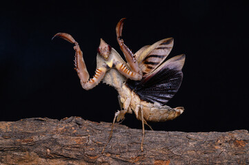 Mantis