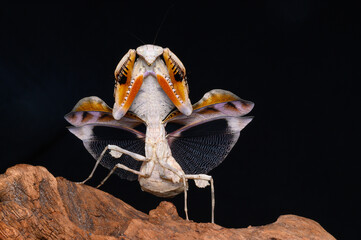 Mantis