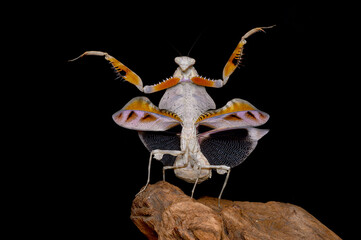 Mantis