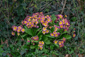 View on purple and yellow flowers of Primula vulgaris on grass in a botanical garden.