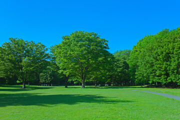 緑の公園