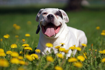 Cute Dogo Argentino dog with a black collar posing outdoors lying down on a green grass with yellow dandelions in summer