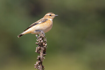 Whinchat on a branch