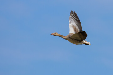 Greylag Goose on the sky