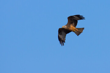 Black Kite on ths sky