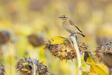 Whinchat on a sunflower