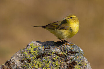 Willow Warbler on a rock