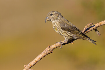 Red Crossbill on the branch