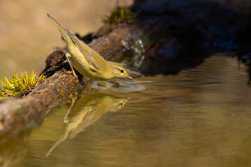 Willow Warbler came for water