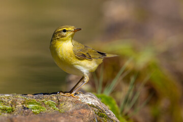 Willow Warbler on a branch