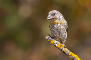 Red Crossbill on the branch
