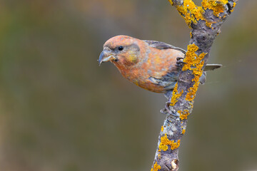 Red Crossbill on the branch