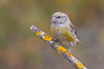 Red Crossbill on the branch