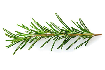 Fototapeta premium Fresh rosemary twig isolated on transparent background, Object for food, health, hair care or perfumery related design element, cut out, PNG, top view / flat lay 