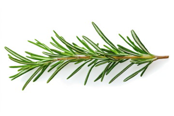 Fresh rosemary twig isolated on transparent background, Object for food, health, hair care or perfumery related design element, cut out, PNG, top view / flat lay 
