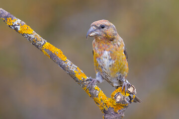 Red Crossbill on the branch
