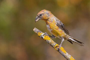 Red Crossbill on the branch