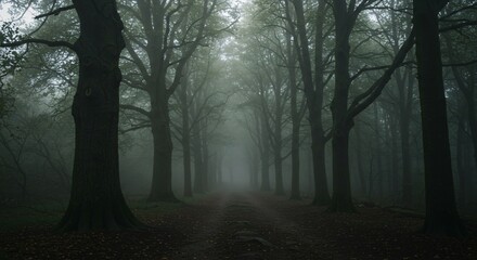 Fototapeta premium Misty Forest Path Through Ancient Woods 