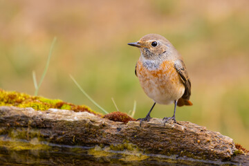 Common Redstart came for water
