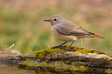 Common Redstart came for water