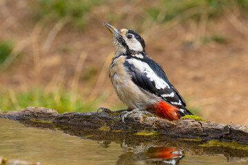 Great Spotted Woodpecker came for water
