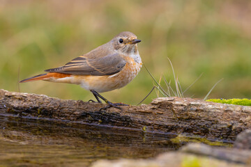 Common Redstart came for water