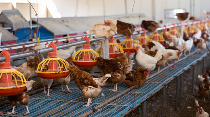 Modern chicken coop farm. Indoors chicken farm, chicken feeding © JackF