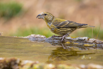 Red Crossbill came for water