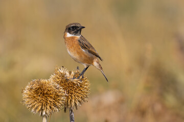 European Stonechat on a plant