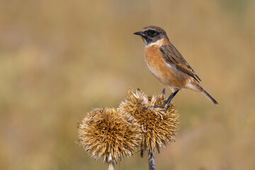 European Stonechat on a plant