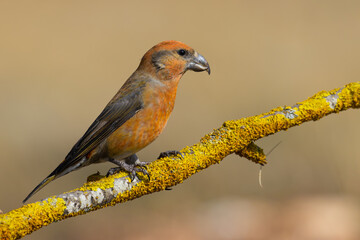 Red Crossbill on the branch