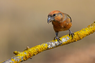 Red Crossbill on the branch