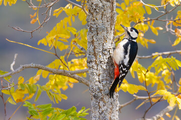 Great Spotted Woodpecker with fall colors