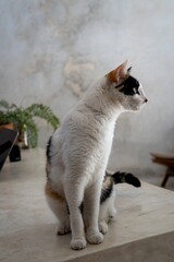 Calico cat sitting on marble counter in merida, yucatan