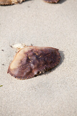 a shell of a dead crab.