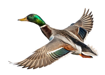 Obraz premium wild duck flying in beautiful light isolated on white background, PNG.