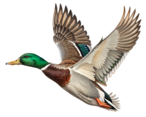 wild duck flying in beautiful light isolated on white background,  PNG.